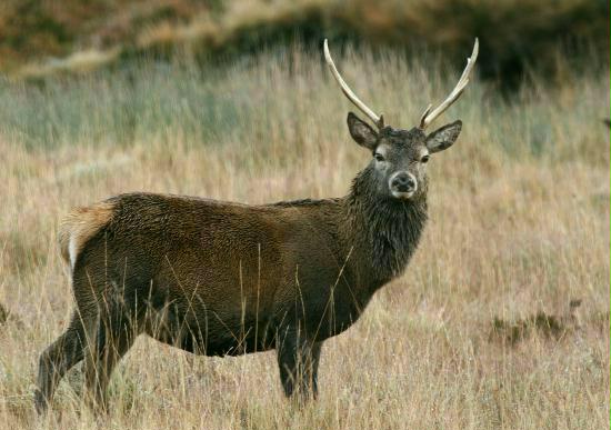 Red Deer <i>Cervus elaphus</i>